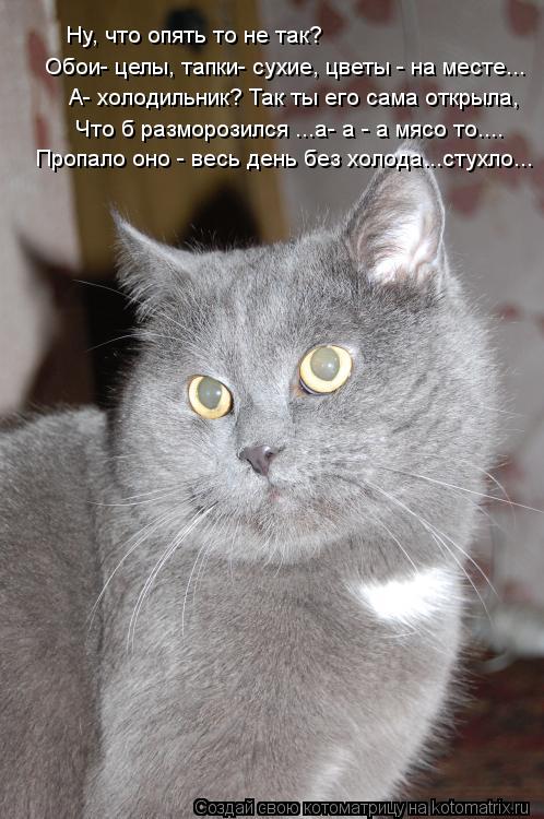 Ну, что опять то не так? Обои- целы, тапки- сухие, цветы - на месте... А- холодильник? Так ты его сам... Котоматрица: Ну, что опять то не так? Обои- целы, тапки- сухие, цветы - на месте... А- холодильник? Так ты его сама открыла, Что б разморозился ...а- а - а мясо то