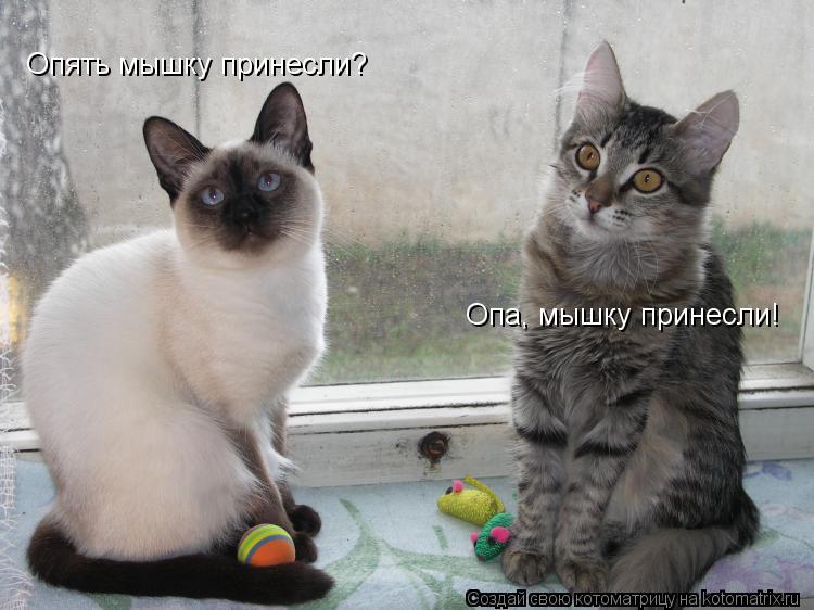 Опять мышку принесли? Опа, мышку принесли!... Котоматрица: Опять мышку принесли? Опа, мышку принесли!