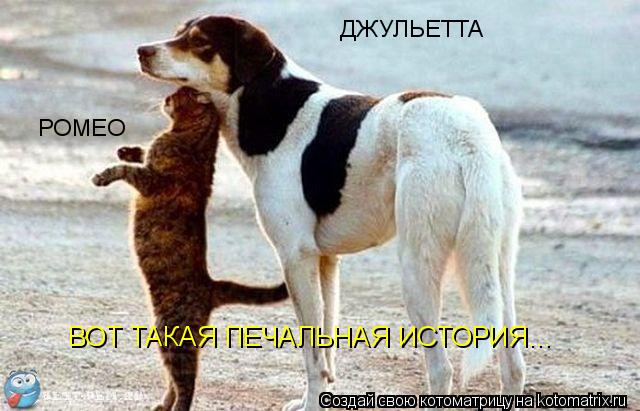 РОМЕО ДЖУЛЬЕТТА ВОТ ТАКАЯ ПЕЧАЛЬНАЯ ИСТОРИЯ...... Котоматрица: РОМЕО ДЖУЛЬЕТТА ВОТ ТАКАЯ ПЕЧАЛЬНАЯ ИСТОРИЯ...