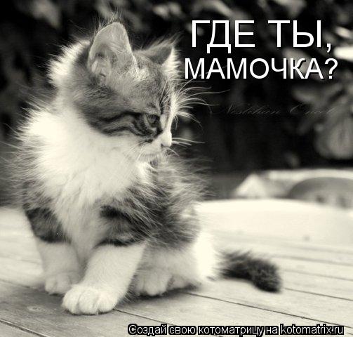ГДЕ ТЫ, МАМОЧКА?... Котоматрица: ГДЕ ТЫ, МАМОЧКА?
