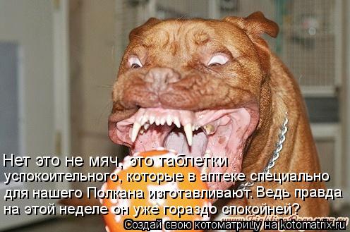 Нет это не мяч, это таблетки успокоительного, которые в аптеке специально для нашего Полкана изготав... Котоматрица: Нет это не мяч, это таблетки успокоительного, которые в аптеке специально для нашего Полкана изготавливают. Ведь правда на этой неделе он