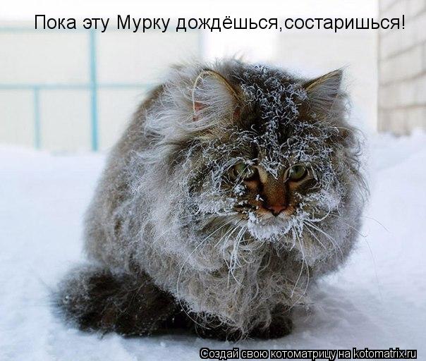Пока эту Мурку дождёшься,состаришься!... Котоматрица: Пока эту Мурку дождёшься,состаришься!