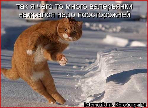 так я чего то много валерьянки нажрался надо поосторожней... Котоматрица: так я чего то много валерьянки нажрался надо поосторожней