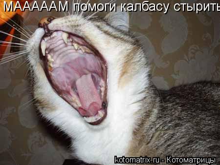 МАААААМ помоги калбасу стырить... Котоматрица: МАААААМ помоги калбасу стырить