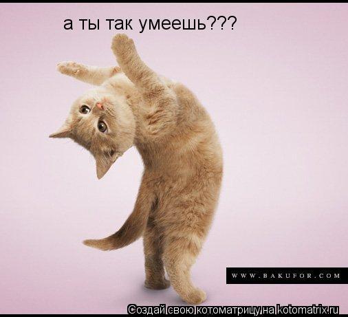 а ты так умеешь???... Котоматрица: а ты так умеешь???