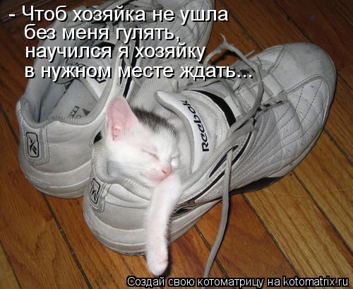 - Чтоб хозяйка не ушла без меня гулять, научился я хозяйку в нужном месте ждать...... Котоматрица: - Чтоб хозяйка не ушла без меня гулять, научился я хозяйку в нужном месте ждать...