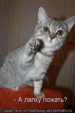 - А лапку пожать?... Котоматрица: - А лапку пожать?