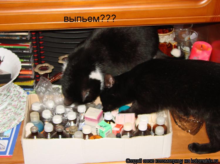 выпьем???... Котоматрица: выпьем???