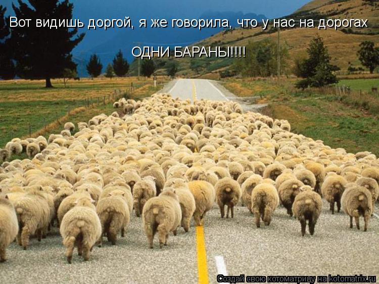 Вот видишь доргой, я же говорила, что у нас на дорогах ОДНИ БАРАНЫ!!!!... Котоматрица: Вот видишь доргой, я же говорила, что у нас на дорогах ОДНИ БАРАНЫ!!!!