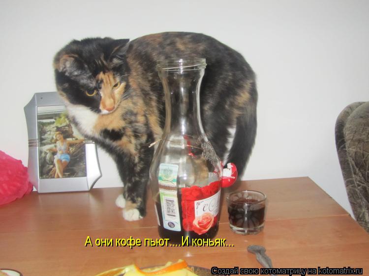 А они кофе пьют....И коньяк...... Котоматрица: А они кофе пьют....И коньяк...