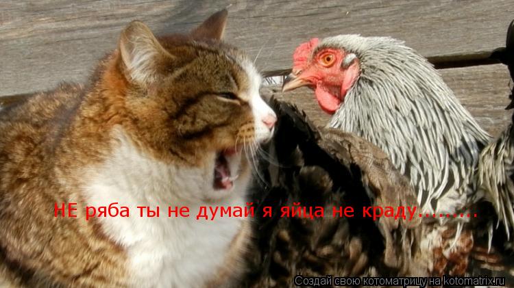 НЕ ряба ты не думай я яйца не краду............ Котоматрица: НЕ ряба ты не думай я яйца не краду.........