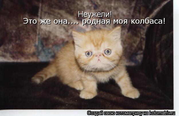 Неужели! Это же она.... родная моя колбаса!... Котоматрица: Неужели! Это же она.... родная моя колбаса!