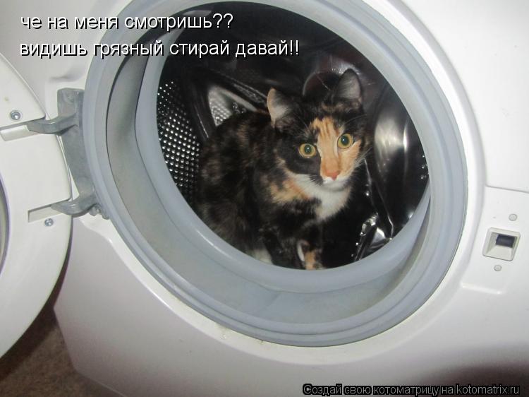 че на меня смотришь?? видишь грязный стирай давай!!... Котоматрица: че на меня смотришь?? видишь грязный стирай давай!!