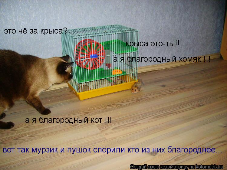это чё за крыса? крыса это-ты!!! а я благородный хомяк !!! а я благородный кот !!! вот так мурзик и п... Котоматрица: это чё за крыса? крыса это-ты!!! а я благородный хомяк !!! а я благородный кот !!! вот так мурзик и пушок спорили кто из них благороднее...