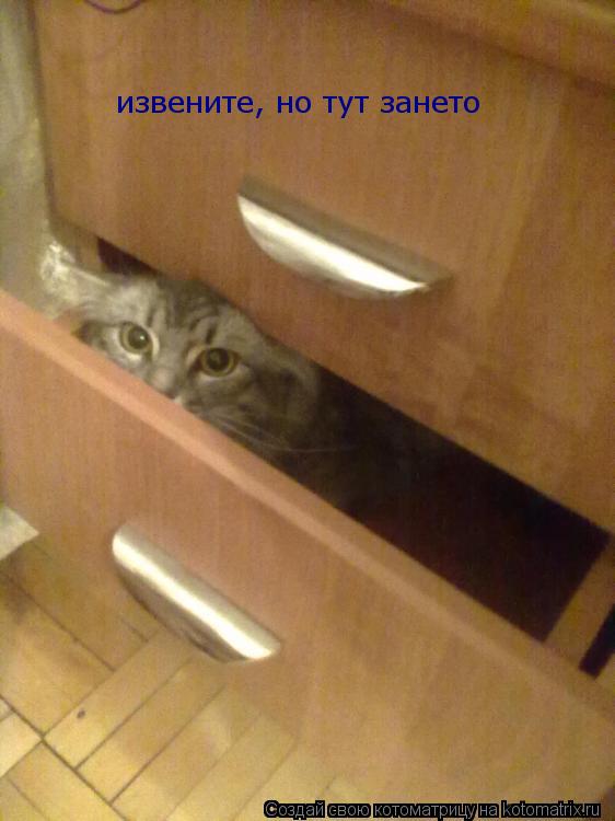 извените, но тут зането... Котоматрица: извените, но тут зането