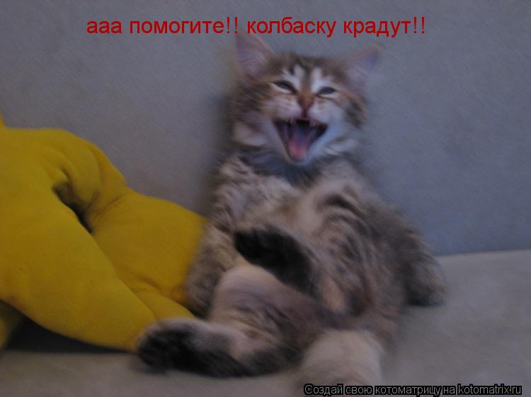 ааа помогите!! колбаску крадут!!... Котоматрица: ааа помогите!! колбаску крадут!!