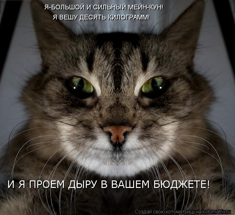 Я-БОЛЬШОЙ И СИЛЬНЫЙ МЕЙН-КУН! Я ВЕШУ ДЕСЯТЬ КИЛОГРАММ! И Я ПРОЕМ ДЫРУ В ВАШЕМ БЮДЖЕТЕ!... Котоматрица: Я-БОЛЬШОЙ И СИЛЬНЫЙ МЕЙН-КУН! Я ВЕШУ ДЕСЯТЬ КИЛОГРАММ! И Я ПРОЕМ ДЫРУ В ВАШЕМ БЮДЖЕТЕ!