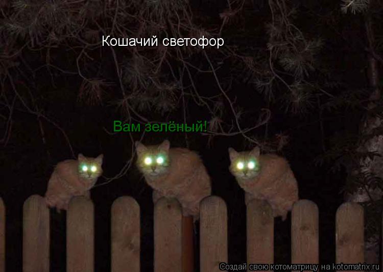 Кошачий светофор Вам зелёный!... Котоматрица: Кошачий светофор Вам зелёный!