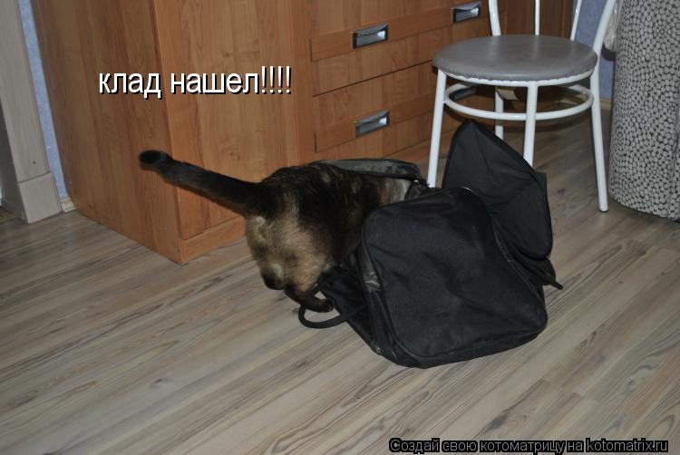 клад нашел!!!!... Котоматрица: клад нашел!!!!