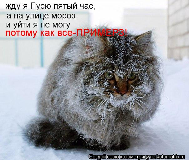 жду я Пусю пятый час, а на улице мороз. и уйти я не могу потому как все-ПРИМЕРЗ!... Котоматрица: жду я Пусю пятый час, а на улице мороз. и уйти я не могу потому как все-ПРИМЕРЗ!