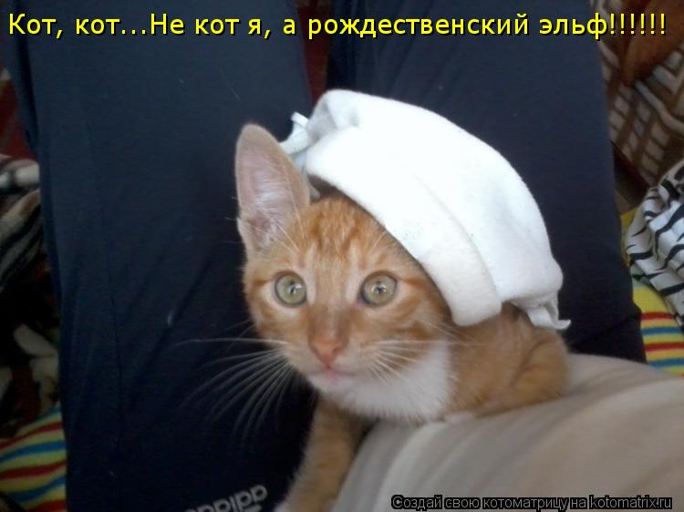 Кот, кот...Не кот я, а рождественский эльф!!!!!! Кот, кот...Не кот я, а рождественский эльф!!!!!!... Котоматрица: Кот, кот...Не кот я, а рождественский эльф!!!!!! Кот, кот...Не кот я, а рождественский эльф!!!!!!
