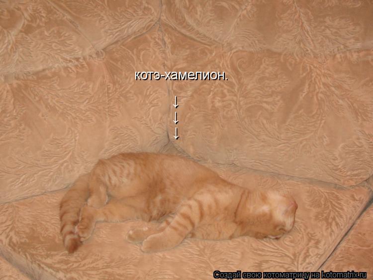 котэ-хамелион. ↓ ↓ ↓... Котоматрица: котэ-хамелион. ↓ ↓ ↓