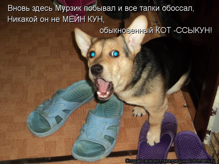 Вновь здесь Мурзик побывал и все тапки обоссал, Никакой он не МЕЙН КУН, обыкновенный КОТ -ССЫКУН!... Котоматрица: Вновь здесь Мурзик побывал и все тапки обоссал, Никакой он не МЕЙН КУН, обыкновенный КОТ -ССЫКУН!