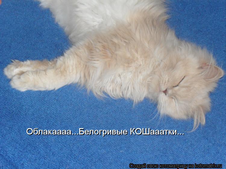 Облакаааа...Белогривые КОШааатки...... Котоматрица: Облакаааа...Белогривые КОШааатки...