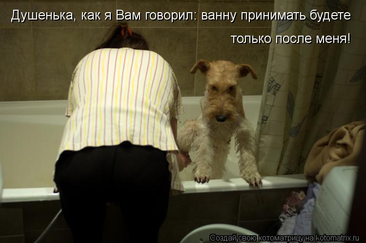 Душенька, как я Вам говорил: ванну принимать будете только после меня!... Котоматрица: Душенька, как я Вам говорил: ванну принимать будете только после меня!