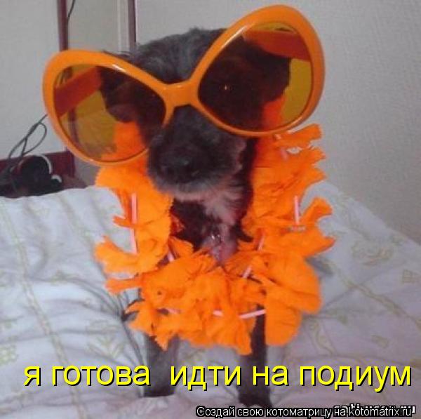 я готова идти на подиум... Котоматрица: я готова идти на подиум