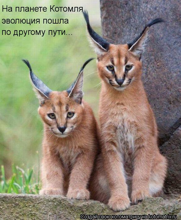 На планете Котомля эволюция пошла по другому пути...... Котоматрица: На планете Котомля эволюция пошла по другому пути...