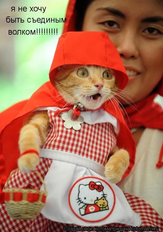 я не хочу быть съединым волком!!!!!!!!!... Котоматрица: я не хочу быть съединым волком!!!!!!!!!