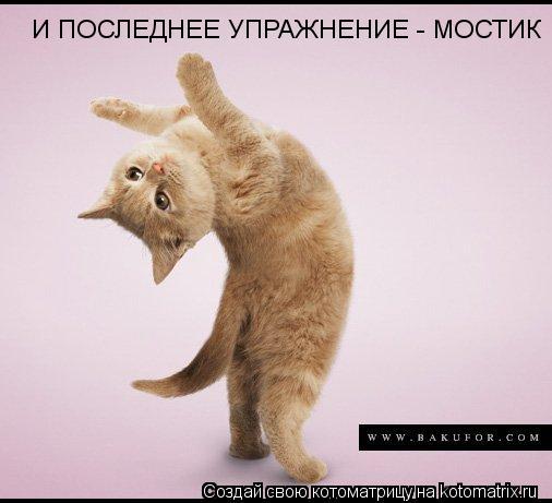 И ПОСЛЕДНЕЕ УПРАЖНЕНИЕ - МОСТИК... Котоматрица: И ПОСЛЕДНЕЕ УПРАЖНЕНИЕ - МОСТИК