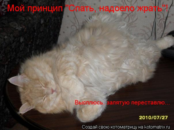 Мой принцип "Спать, надоело жрать"! Высплюсь, запятую переставлю...... Котоматрица: Мой принцип "Спать, надоело жрать"! Высплюсь, запятую переставлю...