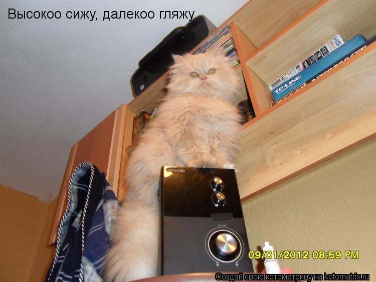 Высокоо сижу, далекоо гляжу... Котоматрица: Высокоо сижу, далекоо гляжу