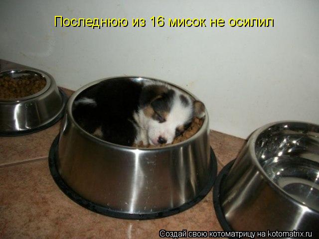 Последнюю из 16 мисок не осилил... Котоматрица: Последнюю из 16 мисок не осилил