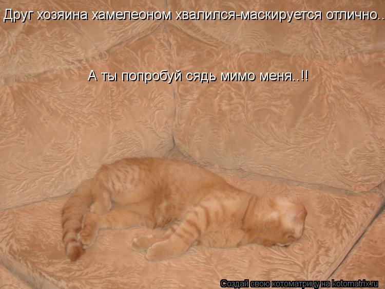 Друг хозяина хамелеоном хвалился-маскируется отлично... А ты попробуй сядь мимо меня..!!... Котоматрица: Друг хозяина хамелеоном хвалился-маскируется отлично... А ты попробуй сядь мимо меня..!!