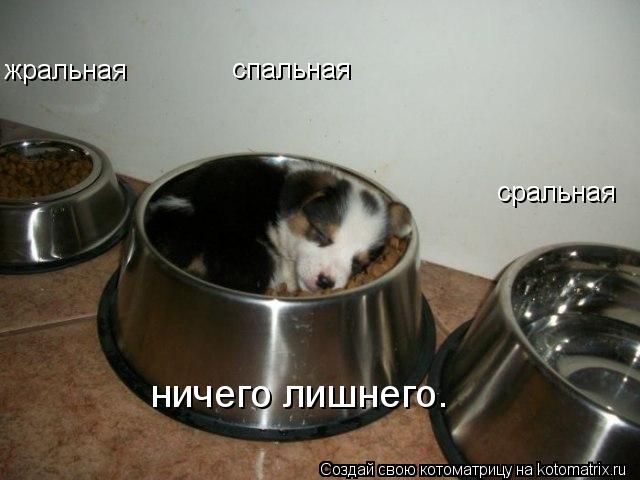 сральная спальная жральная ничего лишнего.... Котоматрица: сральная спальная жральная ничего лишнего.
