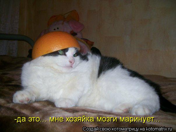 -да это... мне хозяйка мозги маринует...... Котоматрица: -да это... мне хозяйка мозги маринует...