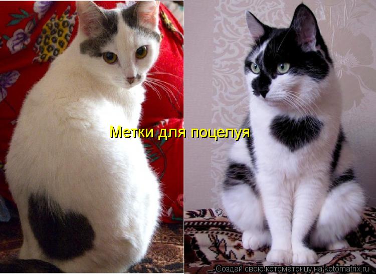 Котоматрица: Метки для поцелуя