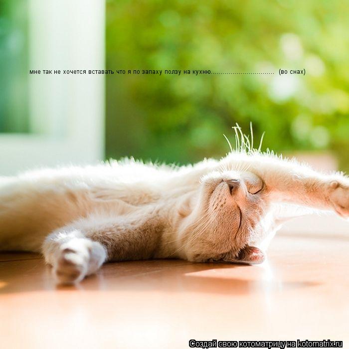 Котоматрица: мне так не хочется вставать что я по запаху ползу на кухню................................  (во снах) мне так не хочется вставать что я по запаху полз