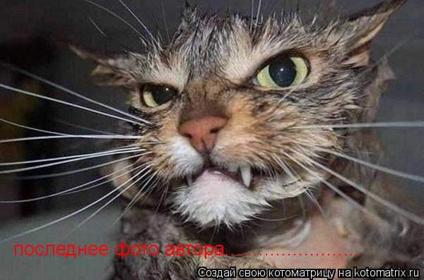 Котоматрица: последнее фото автора........................