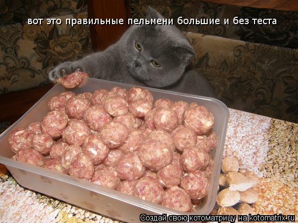 Котоматрица: вот это правильные пельмени большие и без теста вот это правильные пельмени большие и без теста