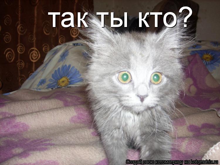 Котоматрица: так ты кто?
