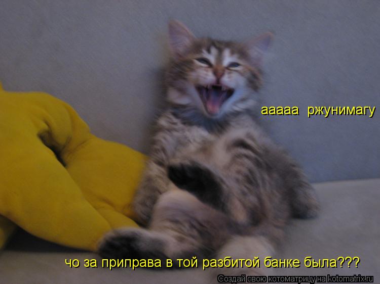 Котоматрица: ааааа  ржунимагу чо за приправа в той разбитой банке была???