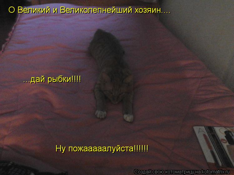 Котоматрица: О Великий и Великолепнейший хозяин.... ...дай рыбки!!!! Ну пожааааалуйста!!!!!!