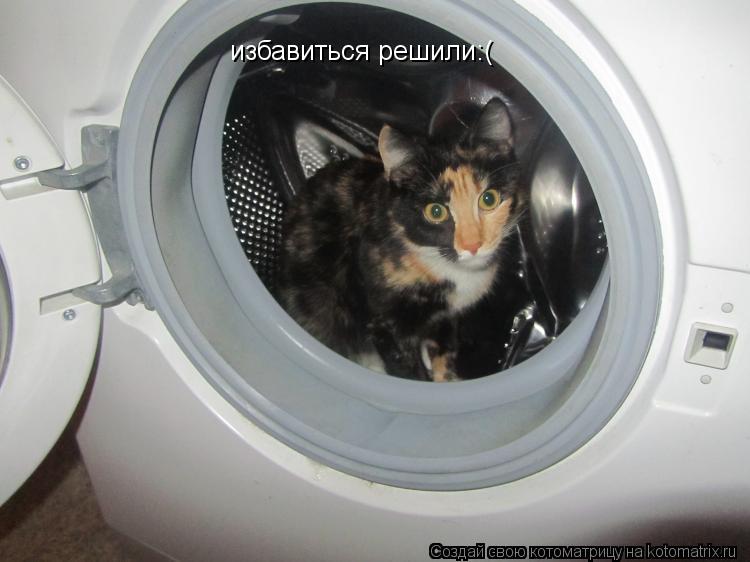 Котоматрица: избавиться решили:(