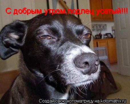 Котоматрица: С добрым утром,подлец усатый!!!  С добрым утром,подлец усатый!!!