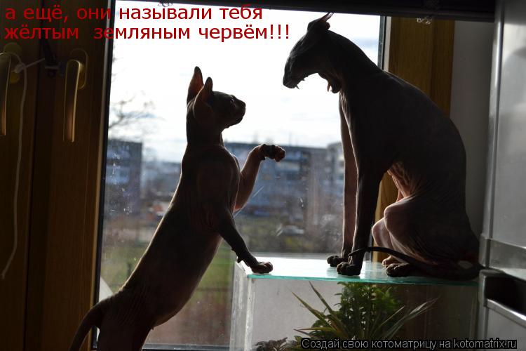 Котоматрица: а ещё, они называли тебя жёлтым  земляным червём!!!