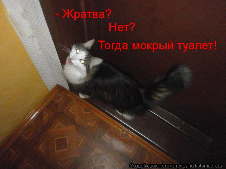 Котоматрица: - Жратва? Нет? Тогда мокрый туалет!
